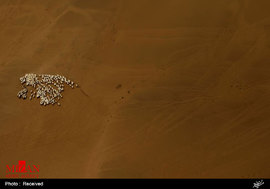 نمای هوایی از گله گوسفندان در مغولستان