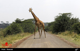  عبور حیوانات از جاده