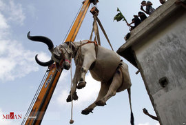 پایین آوردن گاو برای فروش در پاکستان