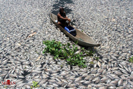 ماهی های مرده در اندونزی