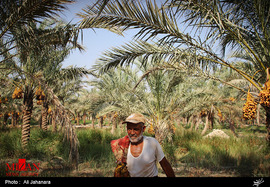 فصل برداشت رطب در بوشهر