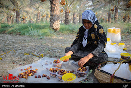 فصل برداشت رطب در بوشهر