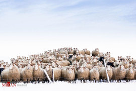 گله گوسفند ها در ایسلند