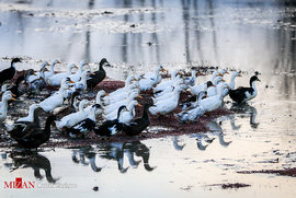 پرورش اردک در مازندران