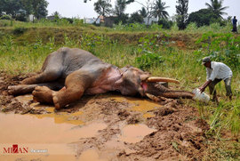 فیل آسیایی مجروح شده در هندوستان