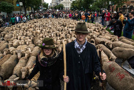 گوسفندان در خیابان های مادرید