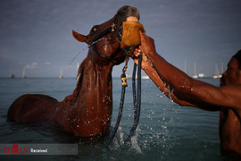 حمام اسب ها در دریای کارائیب