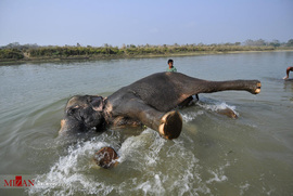 شستشوی فیل ها در هند