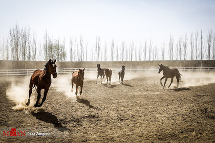 بیستمین دوره مسابقات پرش با اسب جام جمهوری - همدان